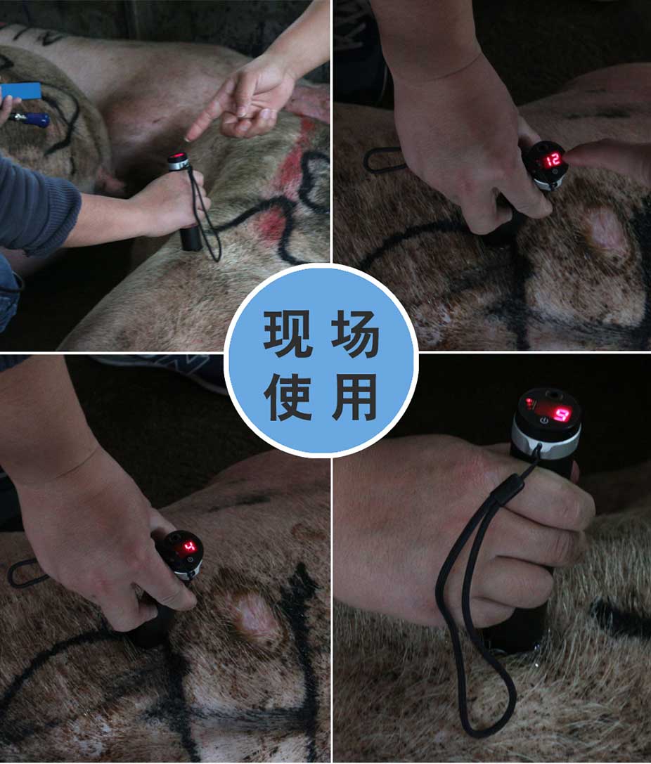 法國(guó)大歐背膘儀的應(yīng)用