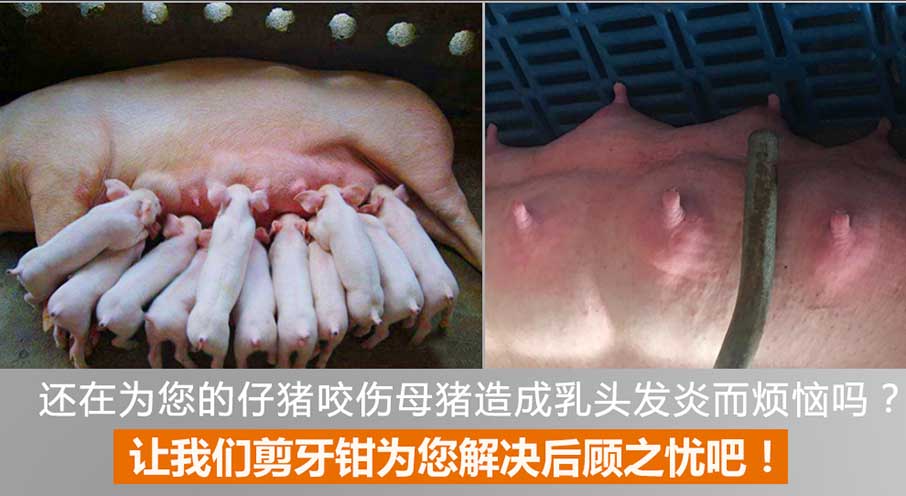牧斯德仔豬剪牙鉗