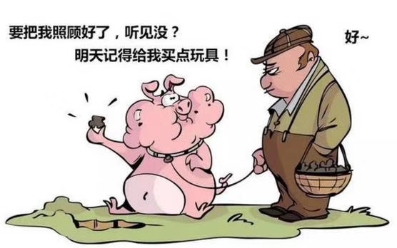 給仔豬提供玩具