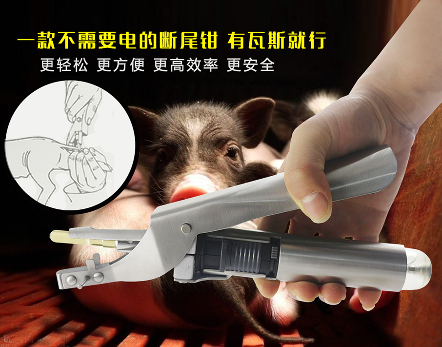 使用牧斯德瓦斯斷尾鉗給仔豬斷尾