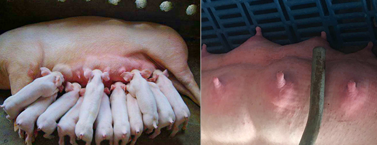 母豬乳頭發(fā)炎