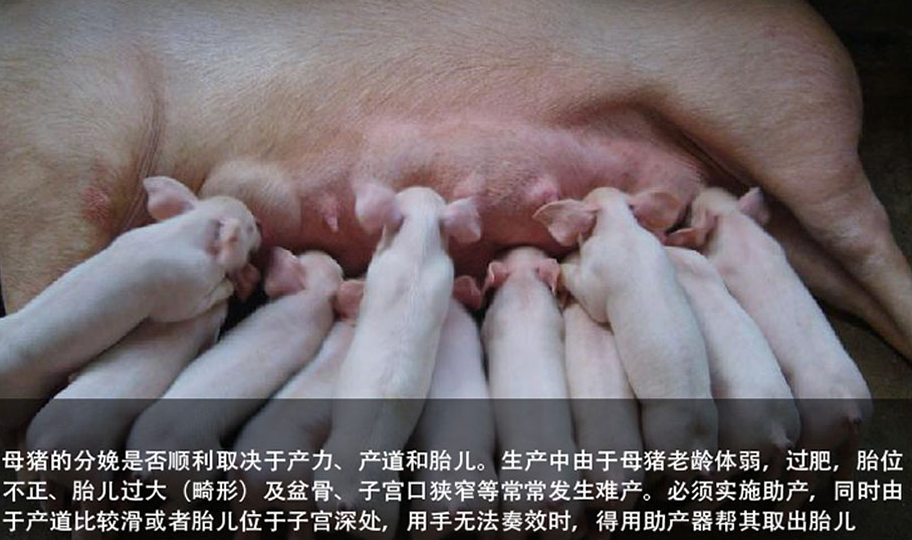 為什么需要助產(chǎn)鉗